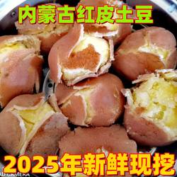 【2025年新土豆】内蒙古乌兰察布后期红爆粉开花武川红皮沙面土豆