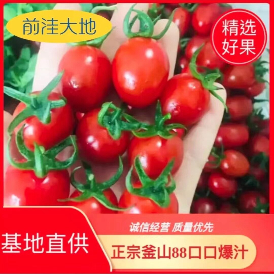新鲜采摘水果釜山88圣女果玲珑小番茄西红柿精优选好果4斤装包邮