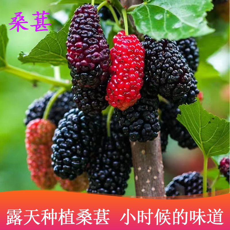 四川攀枝花短条桑黑桑果黑条桑椹当季应季水果纯甜美味现摘带箱