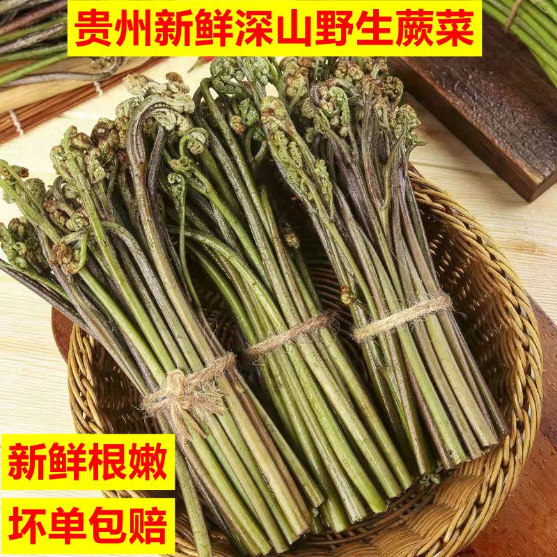 贵州特产山野菜龙爪菜蕨苔鲜嫩时令蔬菜新鲜野生新鲜采摘甜蕨菜