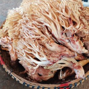 珊瑚菌新鲜野生扫把菌特产云南
