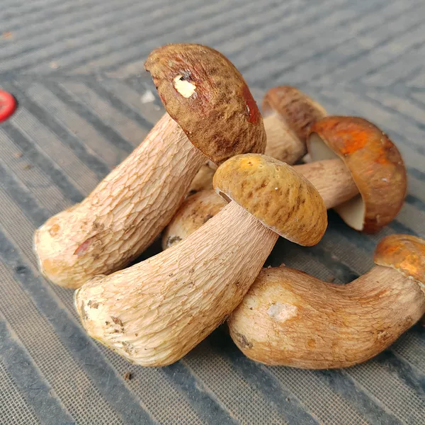 Товары от 滇峰菌业野生菌批发