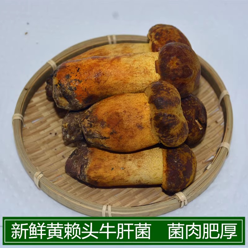 新鲜野生黄赖头牛肝菌蘑菇香味好