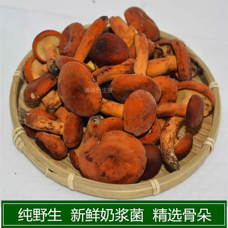 新鲜野生奶浆菌松乳菇云南野蘑菇