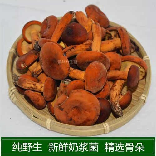 新鲜野生奶浆菌松乳菇云南野蘑菇