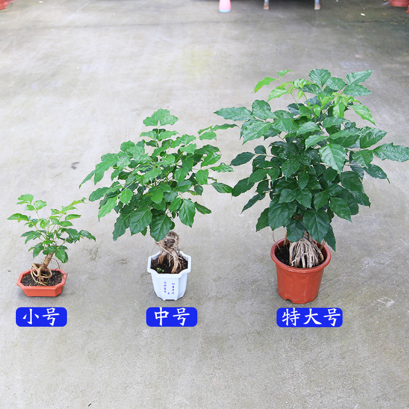 绿宝植物盆景客厅办公室绿植花卉