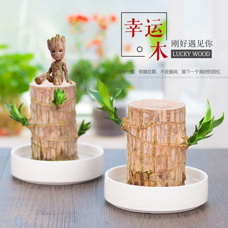 幸运木巴西木水培盆栽植物室内