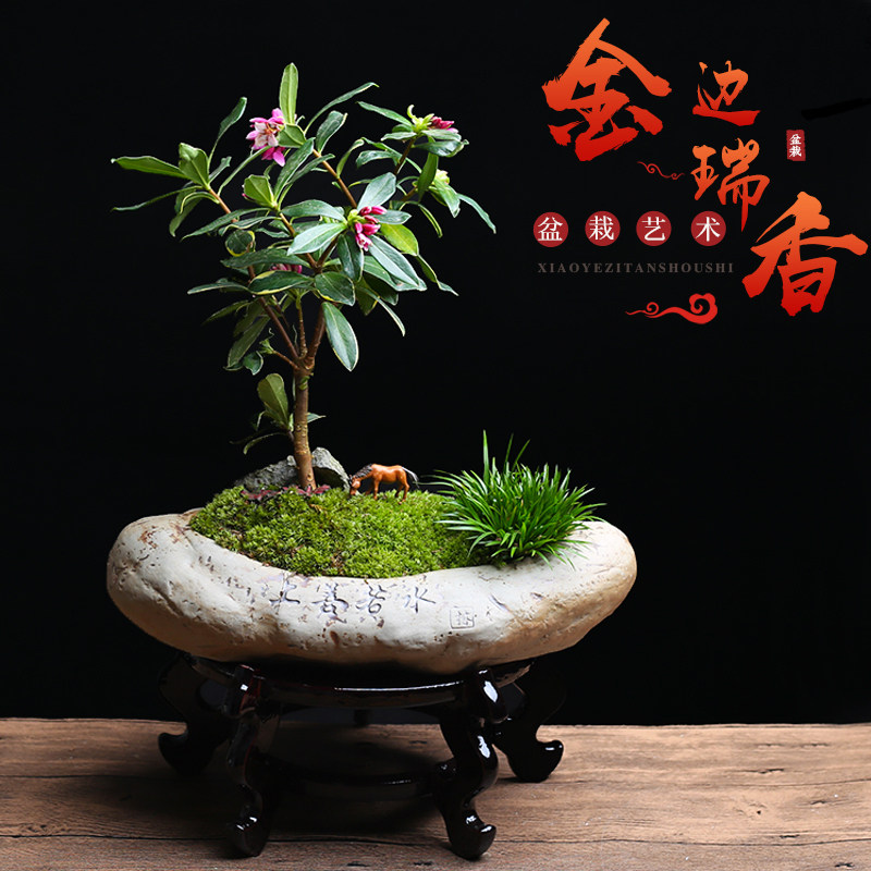 绿植金边瑞香花期长净化空气盆景
