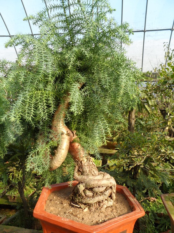 澳洲杉绿植盆栽花卉室内水培植物发财树办公室桌面大小盆景包邮-封面