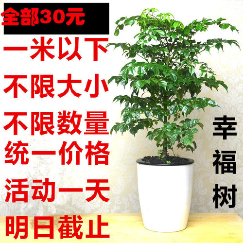 花卉盆栽室内客厅办公室大型绿植