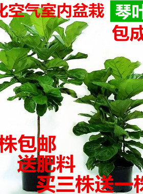 琴叶榕树苗橡皮树绿色观叶耐阴琴叶蓉苗客厅绿植盆栽花卉净化空气