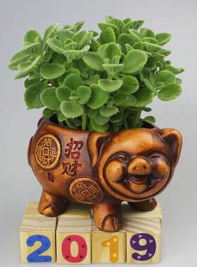 一抹香盆栽植物属猪四季好养碰碰香盆栽苹果香一摸香水培发财树