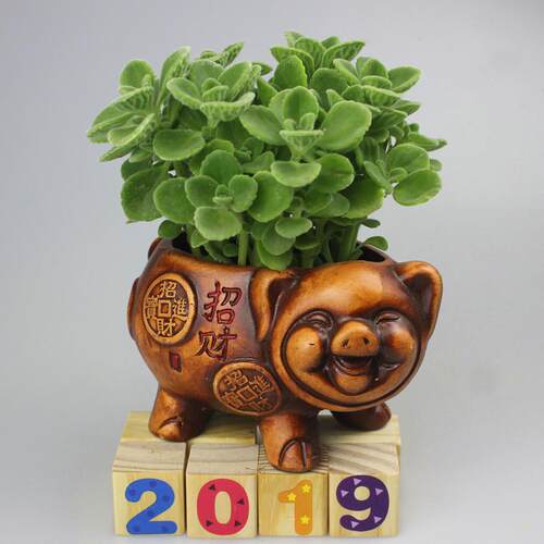 一抹香盆栽植物属猪四季好养碰碰香盆栽苹果香一摸香水培发财树