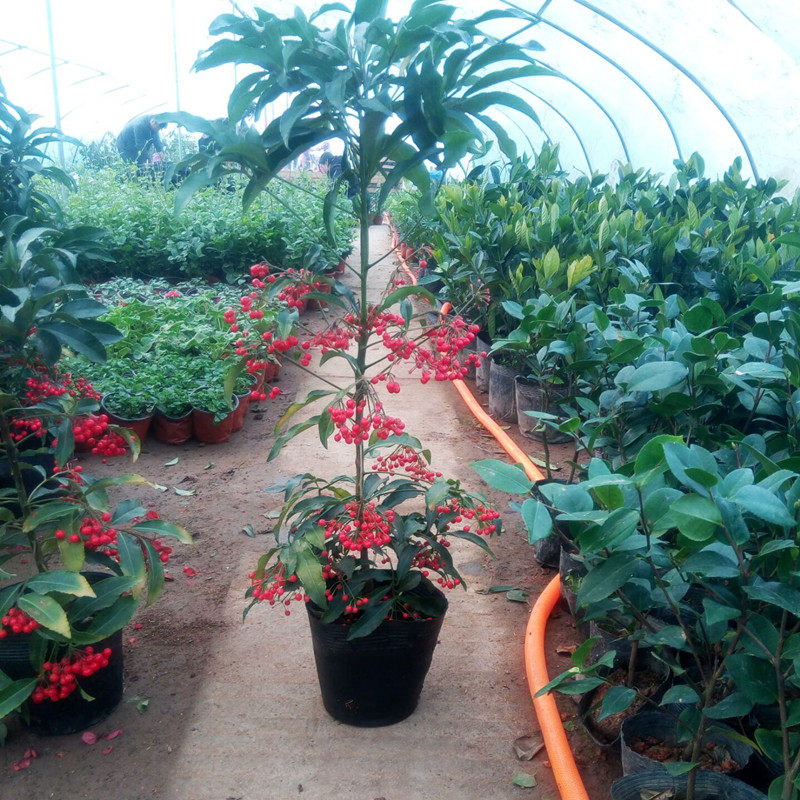 客厅室内绿植花卉盆栽富贵籽