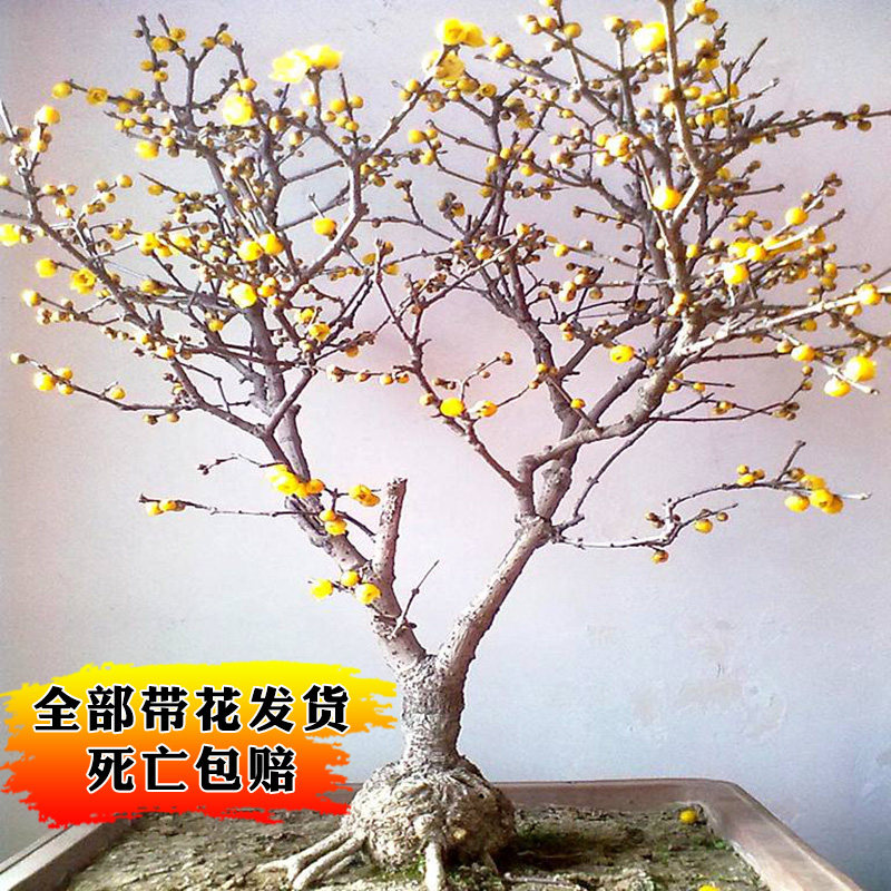 绿植梅花庭院耐寒盆景树苗
