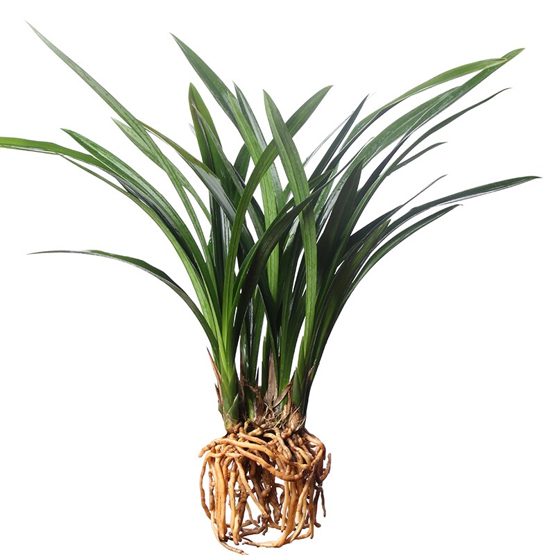 盆栽四季植物大花蕙兰