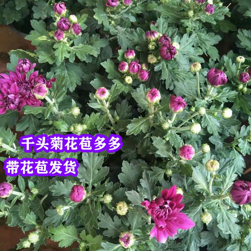绿植庭院四季荷兰带花苞千头菊图片