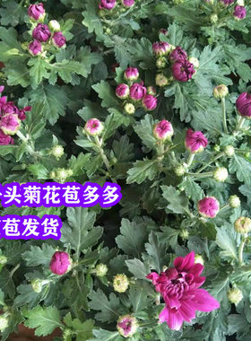 绿植庭院四季荷兰带花苞千头菊