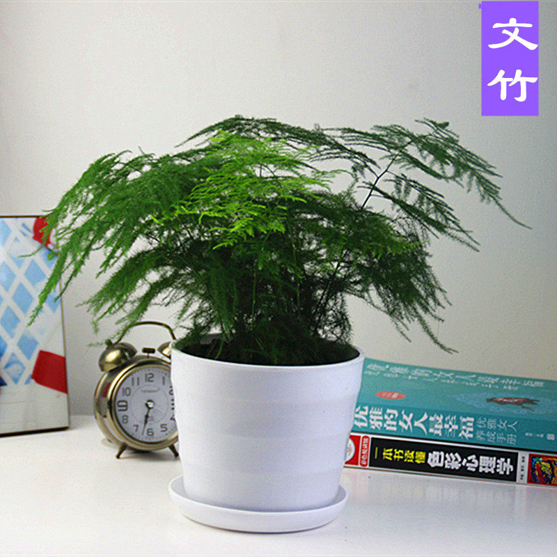 芸芸花卉 办公桌绿植盆栽 大盆文竹 吸甲醛 净化空气 带加仑盆发