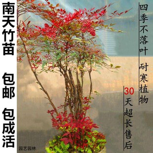 庭院植物盆栽自产自销花木蓝天竹盆景竹子天竺南天竺红天竹特价