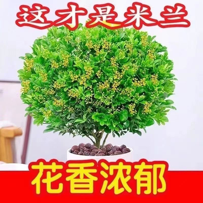 米兰花盆栽植物四季开花