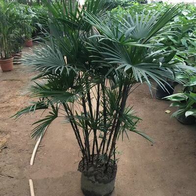 绿植棕榈耐旱室外四季常青招财树