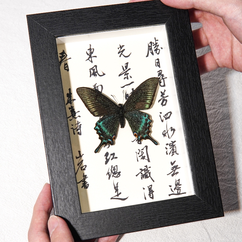 绿带翠凤蝶蝴蝶标本装饰画艺术品国风书法文字底板桌面书架摆件