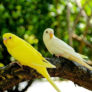 成年虎皮鹦鹉活鸟繁殖期黄白红眼鹦鹉宠物会学说话适合新手