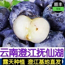 云南澄江抚仙湖生态蓝莓特级新鲜采摘水果孕妇宝宝辅食露天种植