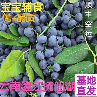 脆甜 云南澄江抚仙湖蓝莓基地直发新鲜水果当天采摘发货宝宝辅食