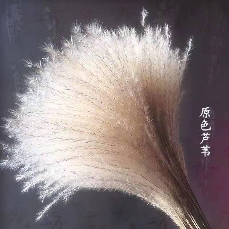 芦苇干花束永生花摆件