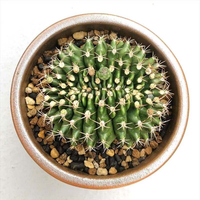 翠晃冠缀化变异仙人球品种稀有盆栽室内花卉绿植多肉植物实生