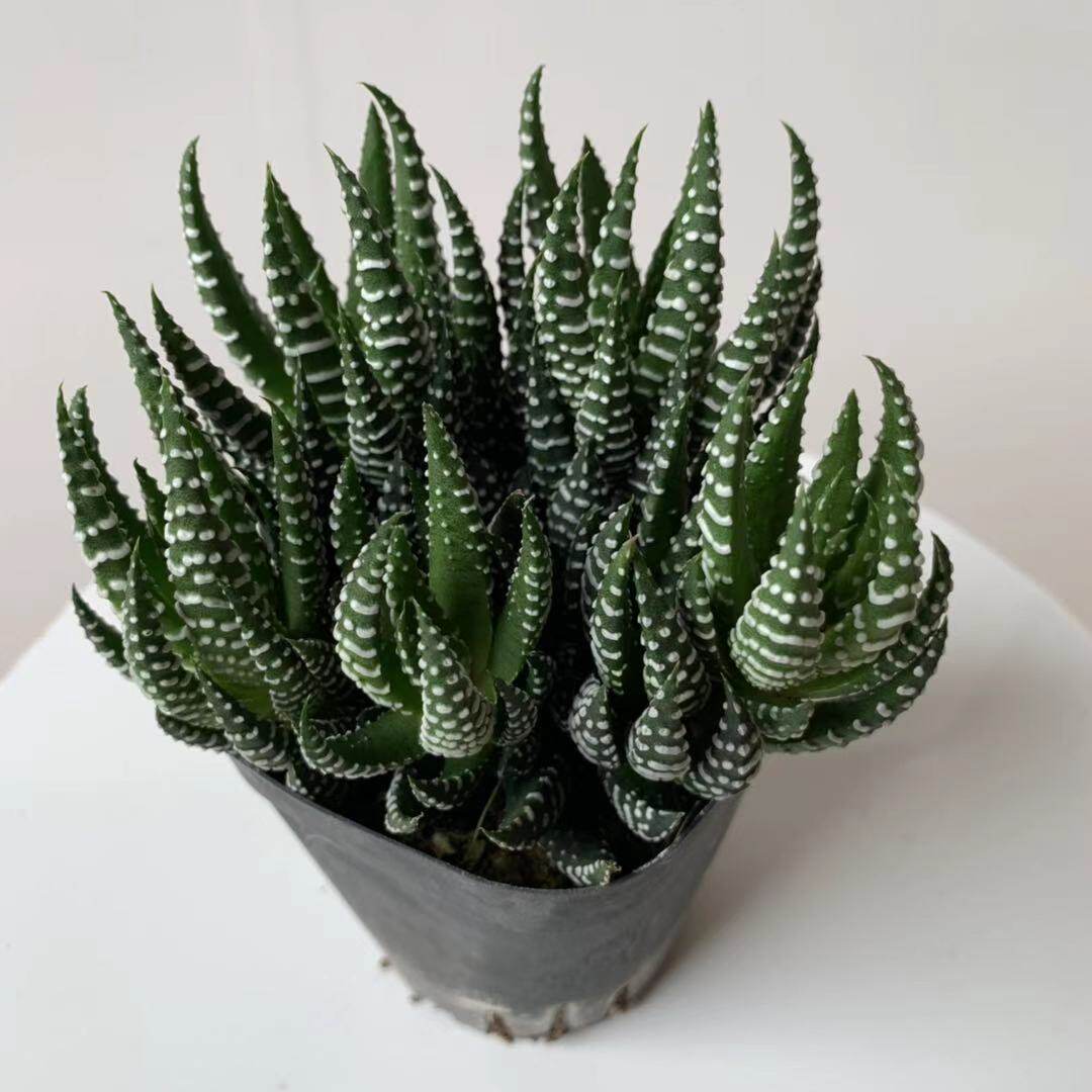 银爪十二卷属多肉植物鹰爪肉肉花稀有品种室内盆栽多头小绿植桌面