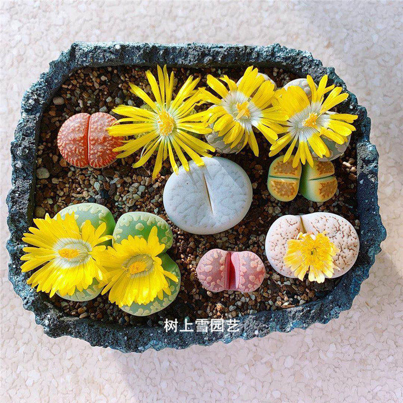 生石花组合套餐新手pp花卉屁股花多肉植物室内小盆栽南非混播整盆