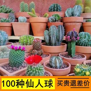 实生仙人球组合套餐新手小盆栽室内花卉多肉植物仙人掌鸾凤玉星兜