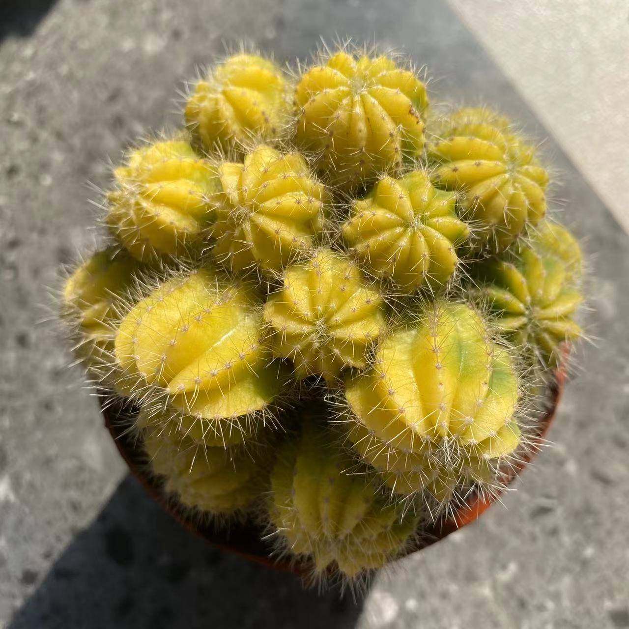 黄银光仙人球群生多头稀有品种冷门多肉植物桌面绿植花卉新手盆栽