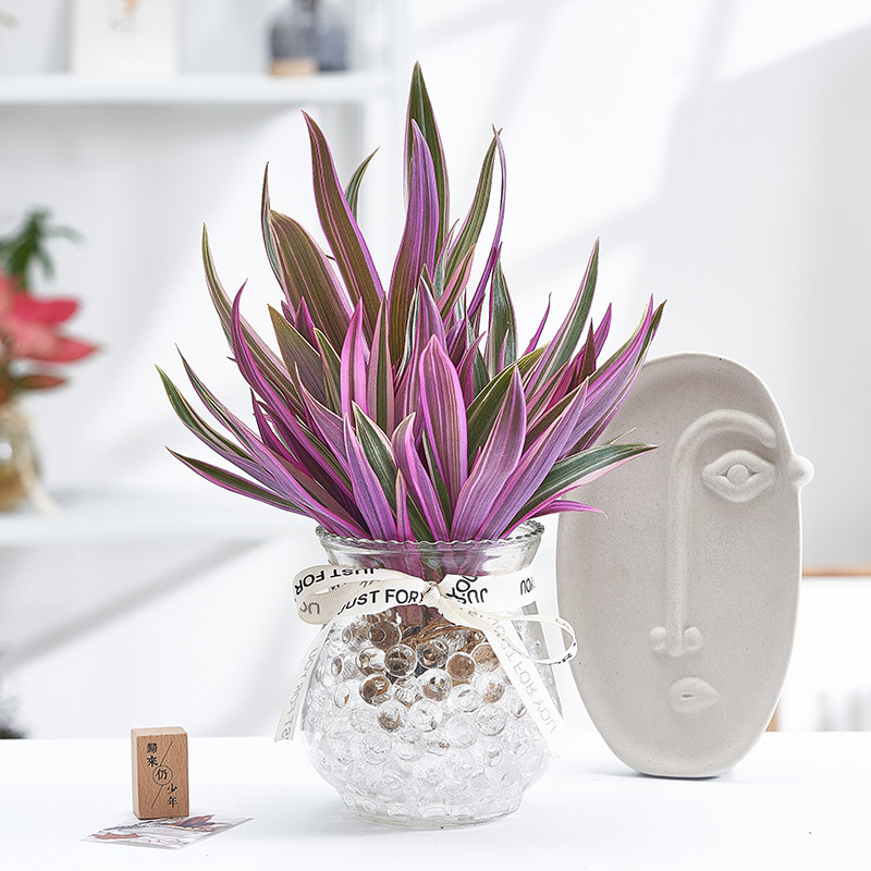 紫露兰水培吊兰盆栽室内阳台绿植桌面盆景花卉多肉植物老桩客厅花