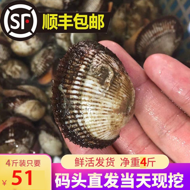 大毛蛤蜊血蛤蜊毛蚶鲜活大赤贝水产贝类无沙花蛤文蛤海鲜4斤包邮
