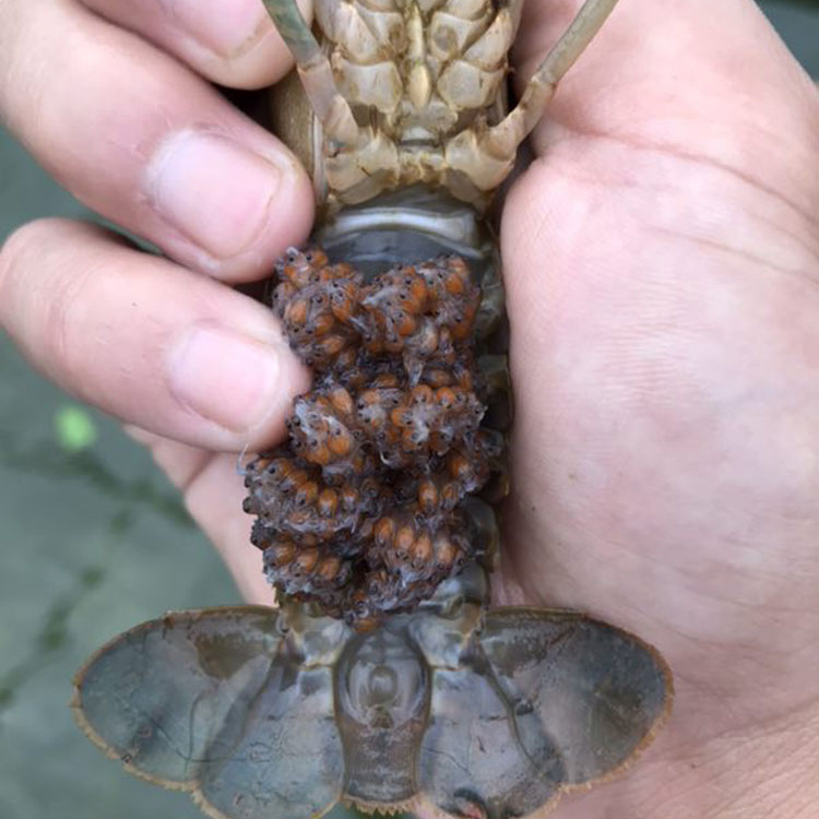 澳洲淡水龙虾繁殖鱼缸观赏活体