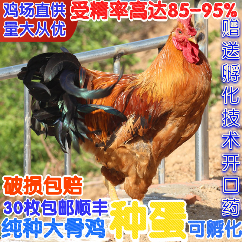 正宗庄河大骨鸡种蛋土鸡种蛋受精蛋受精率高破损包赔孵化小鸡苗