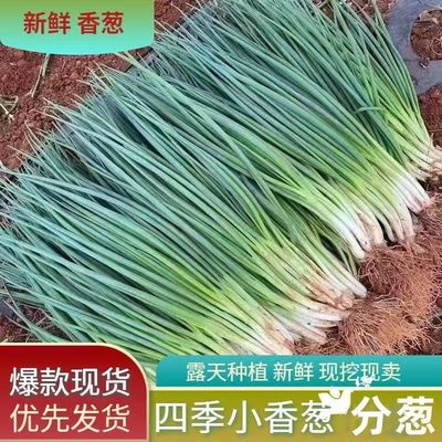 农家自种小葱新鲜香葱分葱带根香葱苗可食可种四季葱时令青蔬菜