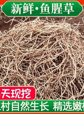 鱼腥草嫩根新鲜折耳根现挖侧耳节节根鱼星草湖北四川特产蔬菜凉菜