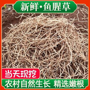 鱼腥草嫩根新鲜折耳根现挖侧耳节节根鱼星草湖北四川特产蔬菜凉菜
