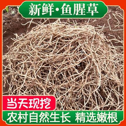 鱼腥草嫩根新鲜折耳根现挖侧耳节节根鱼星草湖北四川特产蔬菜凉菜