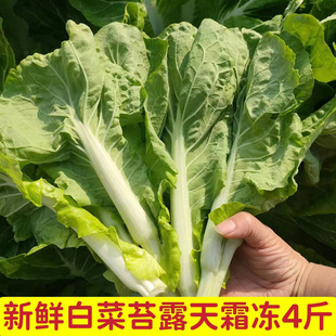 湖北白菜苔新鲜菜心时令青菜苔农家霜冻白菜心当季蔬菜叶菜菜苔