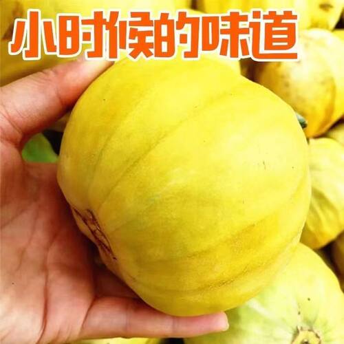 新鲜丑八怪香瓜甜瓜黄皮八棱瓜当季水果黄金蜜瓜现摘丑瓜湖北脃瓜