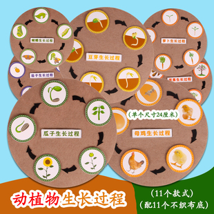 幼儿园中大班科学区角动植物生长过程益智墙饰桌面玩教具游戏材料