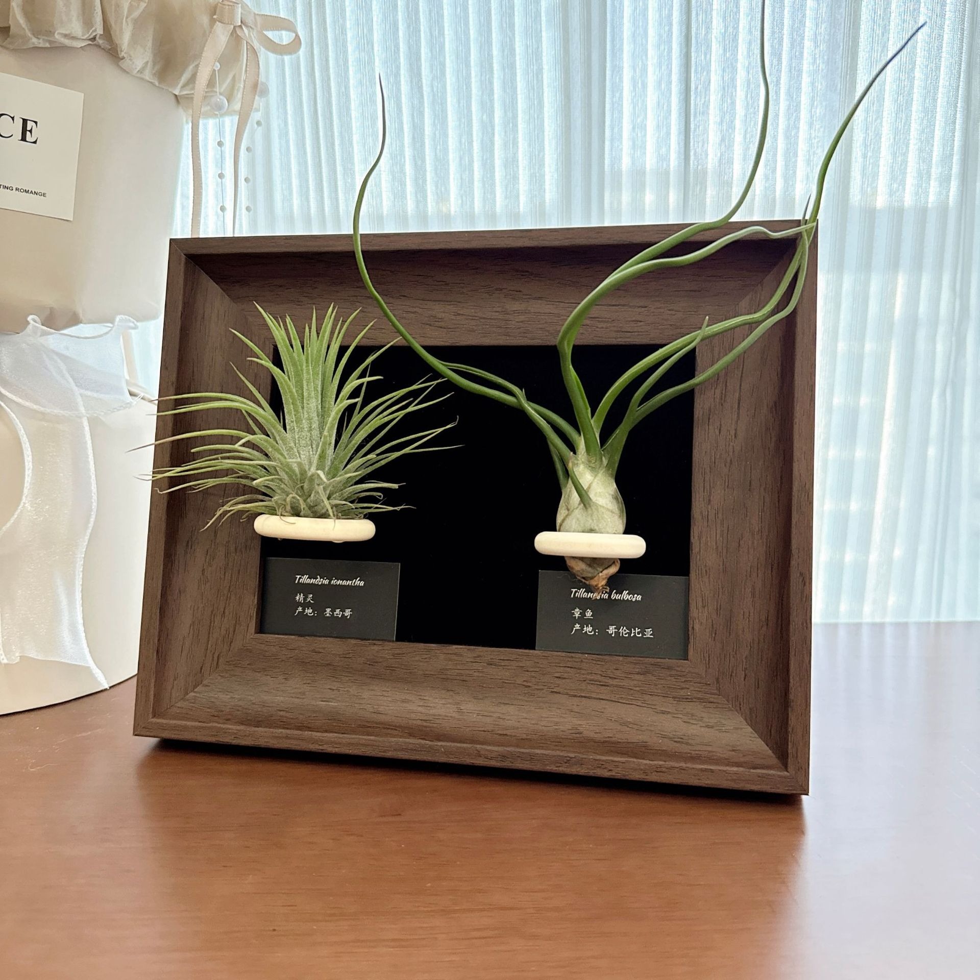 中古风空气凤梨装饰画