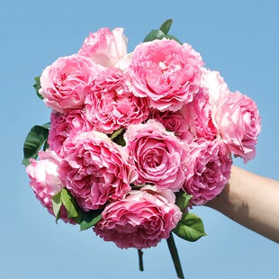 罗伊1.5到2米高顺丰快递无刺大花浓香型四季开花藤本爬墙月季蔷薇