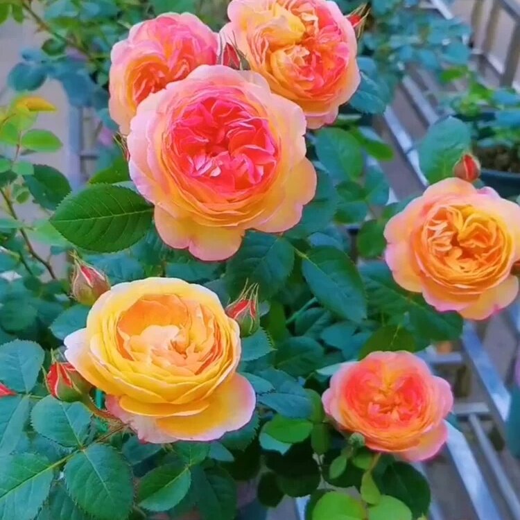 詹森1.5到2米高渐变色月季花阳台庭院易养护藤本爬墙月季蔷薇
